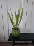 Vrouwentong/ sanseveria, Ophalen, Overige soorten, Halfschaduw, Minder dan 100 cm