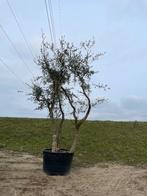 Quercus Suber 450/500cm, Tuin en Terras, Overige soorten, Lente, 400 cm of meer, Ophalen