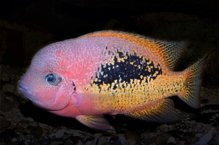 Midden Amerikaanse Cichliden: Vieja bifasciata Chacamax, Dieren en Toebehoren, Vissen | Aquariumvissen, Zoetwatervis, Vis