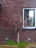 Kronkelhazelaar - Bijzondere sierheester voor uw tuin, Tuin en Terras, Planten | Bomen, Ophalen, Halfschaduw, Overige soorten