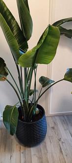 strelitzia, Huis en Inrichting, Kamerplanten, Ophalen, Overige soorten, 150 tot 200 cm