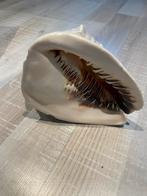 Grote Decoratieve Schelp, Verzamelen, Mineralen en Fossielen, Ophalen of Verzenden, Schelp(en)