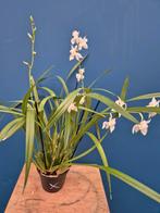 Orchidee Osmoglossum pulch.  Geurend! p11 (2)