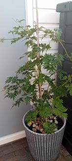 Bramen plant gezonde conditie. Door plaats gebrek te koop., Tuin en Terras, Ophalen of Verzenden, Zomer, Overige soorten, Volle zon