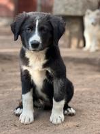 Australian shepherd pups (mini), Dieren en Toebehoren, België, Fokker | Hobbymatig, CDV (hondenziekte), 8 tot 15 weken