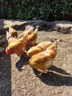 5 leghennen!, Dieren en Toebehoren, Pluimvee, Vrouwelijk, Kip