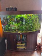 Juwel vision 260 aquarium met kast, Dieren en Toebehoren, Vissen | Aquaria en Toebehoren, Ophalen, Leeg aquarium