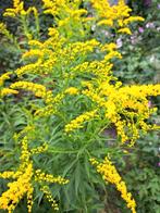 Zaden solidago canadense geschikt voor de pluktuin, Verzenden, Volle zon