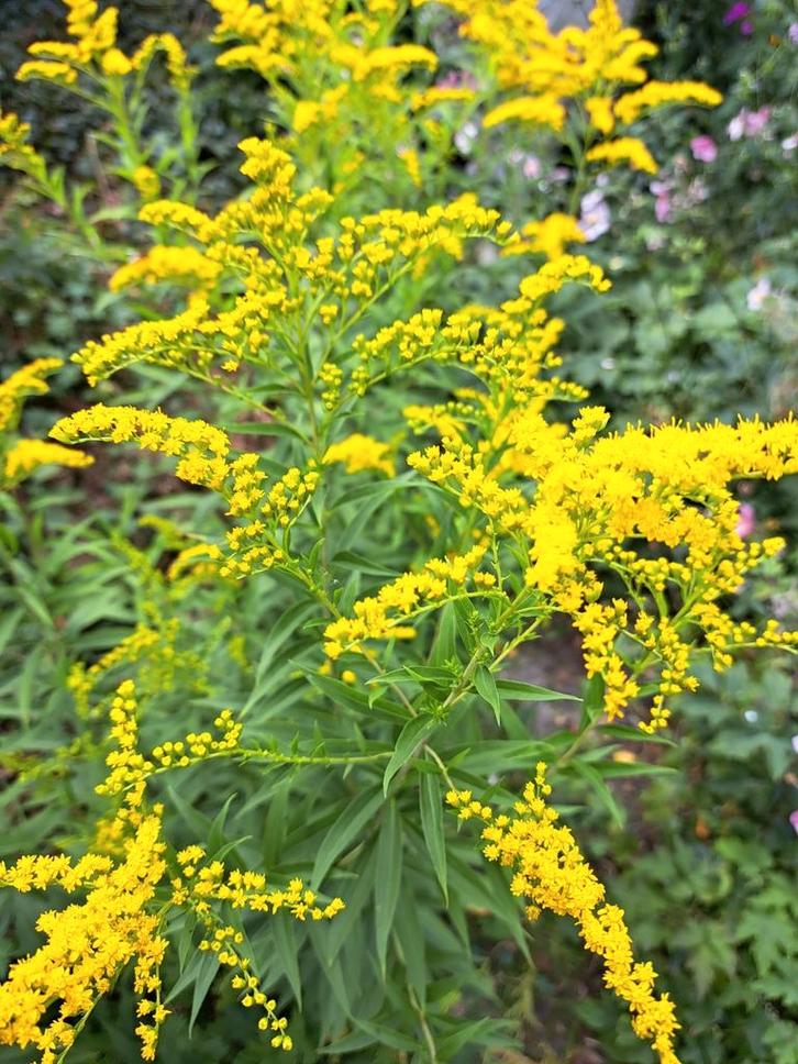 Zaden solidago canadense geschikt voor de pluktuin, Tuin en Terras, Bloembollen en Zaden, Volle zon, Verzenden