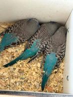 Blackfase split Blackwings KLEUR BLAUW, Dieren en Toebehoren, Vogels | Parkieten en Papegaaien, Meerdere dieren, Parkiet, Geringd