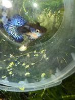 blue dragon snake skin halfmoon gup,guppy,guppen, Dieren en Toebehoren, Vissen | Aquariumvissen, Vis, Zoetwatervis