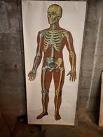 Vintage Anatomische Schoolplaat - Ware Grootte, Antiek en Kunst, Antiek | Schoolplaten, Ophalen of Verzenden, Natuur en Biologie