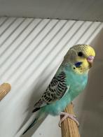 3 jonge grasparkieten, Dieren en Toebehoren, Vogels | Parkieten en Papegaaien, Meerdere dieren, Parkiet