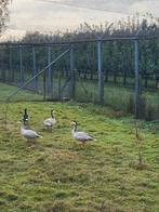 3 mooie jonge streepenganzen, Geslacht onbekend, Gans of Zwaan