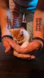 Kitte, Poes