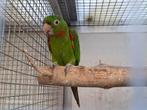 Gezocht witoog aratinga pop, Dieren en Toebehoren, Mannelijk, Parkiet