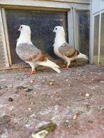 Duitse Meeuwtjes., Dieren en Toebehoren, Vogels | Duiven, Meerdere dieren, Overige soorten