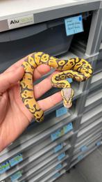 0.1 pastel ghost 100% het clown ball python, Dieren en Toebehoren, Reptielen en Amfibieën, Slang