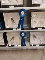 Bastaard putters, Dieren en Toebehoren, Vogels | Hokken en Kooien, Ophalen of Verzenden, Aluminium, Vogelkooi