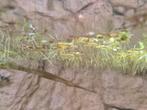 Drijfplantjes limnobium laevigatum, Dieren en Toebehoren, Vissen | Aquaria en Toebehoren, Ophalen, Nieuw, Plant(en), Steen of Hout