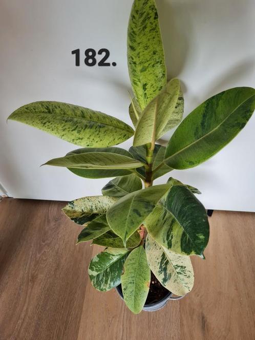 Kamerplanten en stekjes, Huis en Inrichting, Kamerplanten, Overige soorten, Minder dan 100 cm, Ophalen of Verzenden