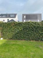 Complete heg incl raster, volgroeid! GRATIS, Tuin en Terras, Ophalen