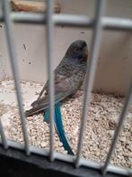 Koppel blackface blackwing Grasparkieten blauw, Meerdere dieren, Parkiet