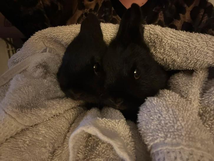 2 konijnen + hok en benogdigheden, Dieren en Toebehoren, Konijnen, Klein, Meerdere dieren, 0 tot 2 jaar