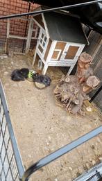 Jonge konijntjes, Dieren en Toebehoren, Konijnen, Mannelijk, Dwerg