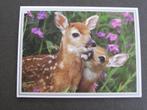 Dubbele kaart met afbeelding van jong hertje / hert, 1980 tot heden, Foto, Nieuw, Ophalen of Verzenden