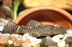 Bristlenose pleco meerval aquarium vis, Vis, Zoetwatervis