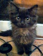 De liefste Ragdollkittens, Dieren en Toebehoren, Katten en Kittens | Raskatten | Langhaar, Meerdere dieren, 0 tot 2 jaar