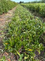 Laurier, Prunus Laurocerasus ‘Herbergii’, Ophalen, Laurier, Minder dan 100 cm