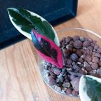 Hoya flamingo dream stek nr 34, Ophalen of Verzenden, Overige soorten, Minder dan 100 cm