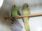 Halsband parkieten | Volwassen koppels | Passend advies, Dieren en Toebehoren, Vogels | Parkieten en Papegaaien, Meerdere dieren
