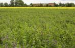 Te huur gevraagd land voor de teelt van luzerne, Ophalen, 50 ha of meer, Akkerbouwbedrijf