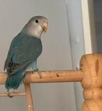 Prachtige  Agapornis Dwergpapegaai Lovebird Handtam bijt nie, Dieren en Toebehoren, Meerdere dieren, Dwergpapegaai of Agapornis