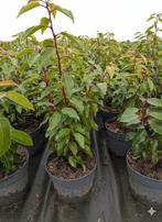 Prunus lusitanica- portugese laurier 30-40 cm, Ophalen, Laurier, Struik, Minder dan 100 cm