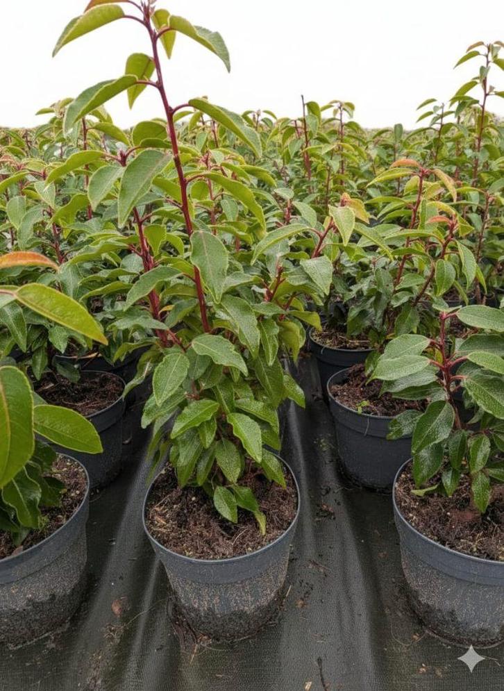 Prunus lusitanica- portugese laurier 30-40 cm, Tuin en Terras, Planten | Struiken en Hagen, Struik, Laurier, Minder dan 100 cm