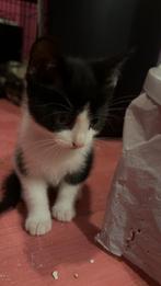 Kitten, Dieren en Toebehoren, Kater, Ontwormd, 0 tot 2 jaar