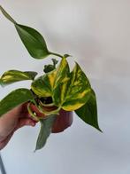 Epipremnum aureum plantjes, Ophalen of Verzenden, Overige soorten, Minder dan 100 cm