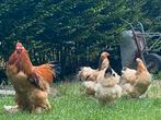 Brahma hennen,, Meerdere dieren, Kip