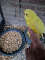 Jongen grasparkiet, Dieren en Toebehoren, Vogels | Parkieten en Papegaaien