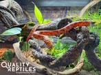 Rode rattenslang missing black met of zonder terrarium, Dieren en Toebehoren, Slang, Met terrarium, 0 tot 2 jaar