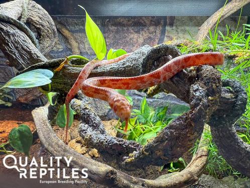 Rode rattenslang missing black met of zonder terrarium, Dieren en Toebehoren, Reptielen en Amfibieën, Slang, 0 tot 2 jaar, Met terrarium