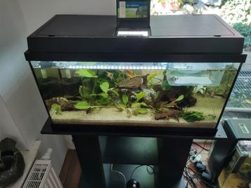 Compleet 80cm aquarium met kast beschikbaar voor biedingen