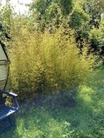 Niet-woekerend bamboe, Tuin en Terras, Planten | Tuinplanten, Vaste plant, Bloeit niet, Halfschaduw, Ophalen