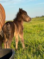 Shetlander merrie, Dieren en Toebehoren, Pony's, Merrie, Niet van toepassing, 0 tot 2 jaar, Recreatiepony