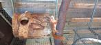 Japanse Lis man, Dieren en Toebehoren, Knaagdieren, Maart, Mannelijk, Overige typen