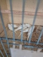 Jongen grasparkieten, Dieren en Toebehoren, Vogels | Duiven, Meerdere dieren, Overige soorten